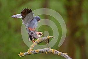 Red-footed Kestrel - Falco vespertinus