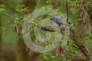 Red-footed Kestrel - Falco vespertinus