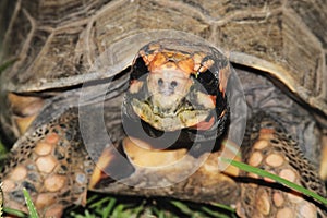 Red Footed Tortoise