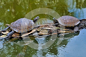 Red footed tortoise