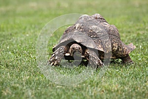 Red-footed tortoise