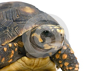 Red-footed tortoise