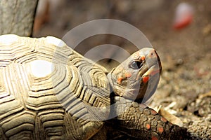 Red-footed tortoise