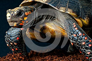 Red-footed tortoise photo