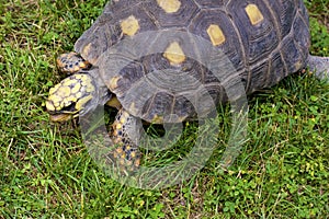 Red-footed Tortoise   826068