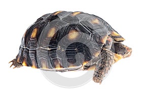 Red-footed tortoise