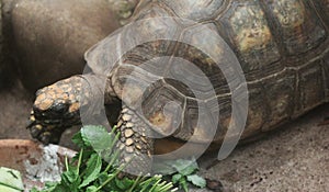 Red-footed tortoise, Chelonoidis carbonaria