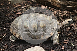 Red-footed tortoise, Chelonoidis carbonaria