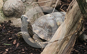 Red-footed tortoise, Chelonoidis carbonaria