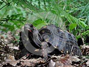 Red footed tortoise Chelonoidis carbonaria