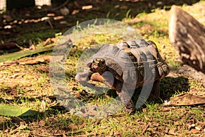 Red-footed tortoise Chelonoidis carbonaria