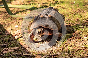 Red-footed tortoise Chelonoidis carbonaria