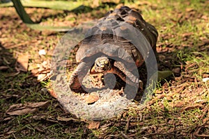 Red-footed tortoise Chelonoidis carbonaria