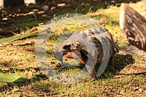 Red-footed tortoise Chelonoidis carbonaria