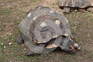 Red-footed tortoise Chelonoidis carbonaria.