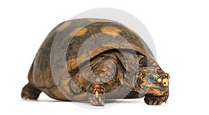 Red-footed tortoise, Chelonoidis carbonaria, isolated