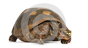 Red-footed tortoise, Chelonoidis carbonaria, isolated photo