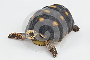 Red-footed tortoise Chelonoidis carbonaria  on white background