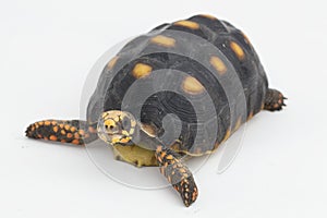 Red-footed tortoise Chelonoidis carbonaria  on white background