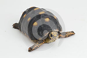 Red-footed tortoise Chelonoidis carbonaria  on white background