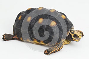 Red-footed tortoise Chelonoidis carbonaria  on white background