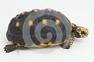 Red-footed tortoise Chelonoidis carbonaria  on white background