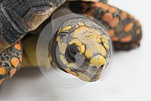 Red-footed tortoise Chelonoidis carbonaria  on white background