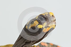 Red-footed tortoise Chelonoidis carbonaria  on white background