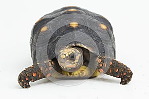 Red-footed tortoise Chelonoidis carbonaria  on white background