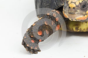 Red-footed tortoise Chelonoidis carbonaria  on white background