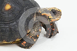 Red-footed tortoise Chelonoidis carbonaria  on white background
