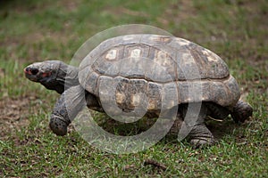 Red-footed tortoise Chelonoidis carbonaria. photo