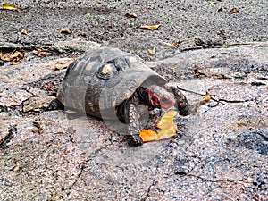 The red-footed tortoise, Chelonoidis carbonarius at Imbassai, Bahia, Brazil