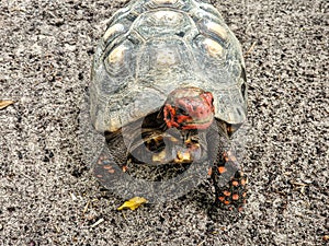 The red-footed tortoise, Chelonoidis carbonarius at Imbassai, Bahia, Brazil