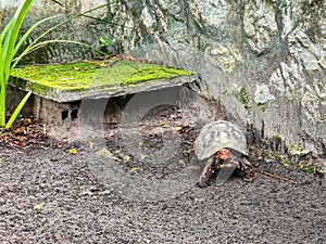 The red-footed tortoise, Chelonoidis carbonarius at Imbassai, Bahia, Brazil