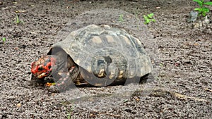 The red-footed tortoise, Chelonoidis carbonarius at Imbassai, Bahia, Brazil