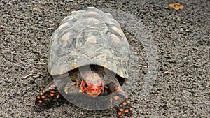 The red-footed tortoise, Chelonoidis carbonarius at Imbassai, Bahia, Brazil