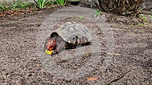 The red-footed tortoise, Chelonoidis carbonarius at Imbassai, Bahia, Brazil