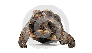 red-footed tortoise, Chelonoidis carbonarius, isolated on white photo