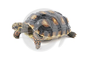 red footed tortoise turtle chelonoidis carbonarius photo