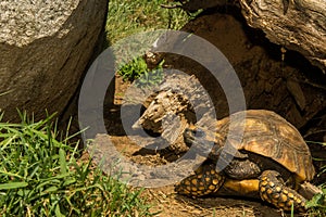 Red-Footed Tortoise