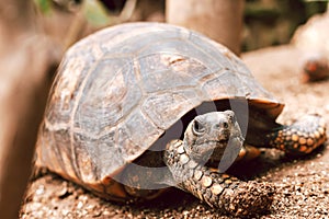 The red-footed tortoise close up in a zoo. Portrait of a turtle in natural surroundings