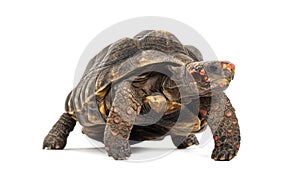red-footed tortoise facing at the camera, Chelonoidis carbonarius, isolated on white