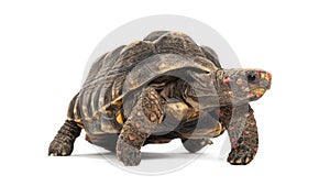 red-footed tortoise facing at the camera, Chelonoidis carbonarius, isolated on white photo