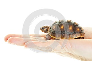 Red Footed Tortoise in Hand