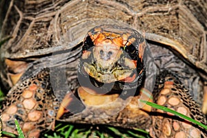 Red Footed Tortoise native to the Amazon rainforest South America