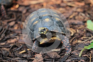 Red-footed tortoise photo