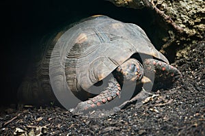 Red footed tortoise