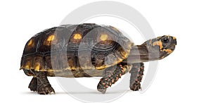 Red-footed tortoises, Chelonoidis carbonaria