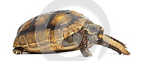 Red-footed tortoises, Chelonoidis carbonaria, eati